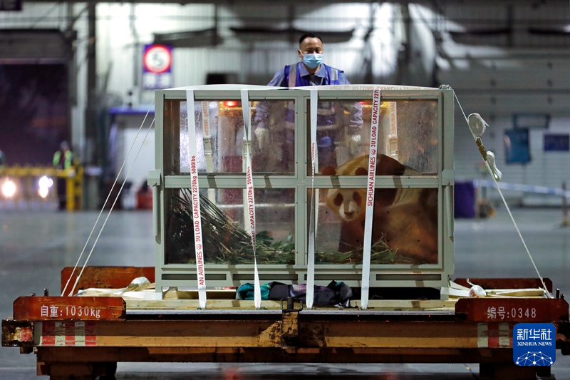 放心！大熊猫“福宝”正在安度隔离