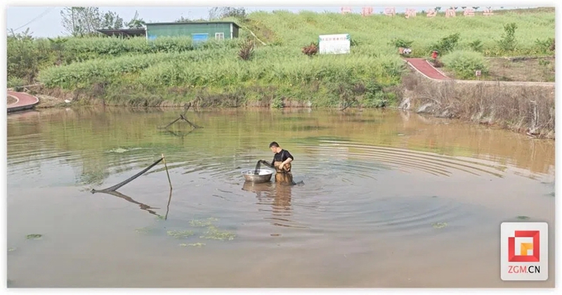 自贡市大岩村:稻虾轮作激活乡村经