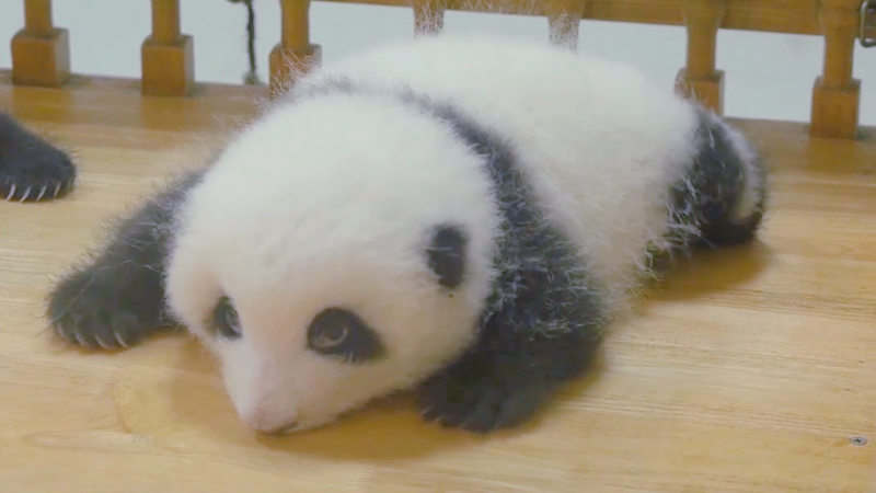 熊猫宝宝能有多可爱