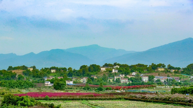 走进乡村看小康｜画里乡村 花海人家