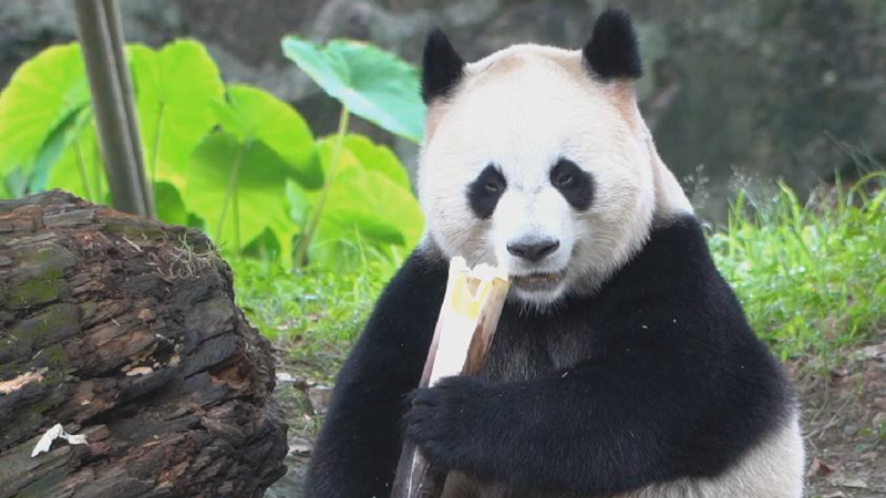 一只“没有感情”的干饭熊猫