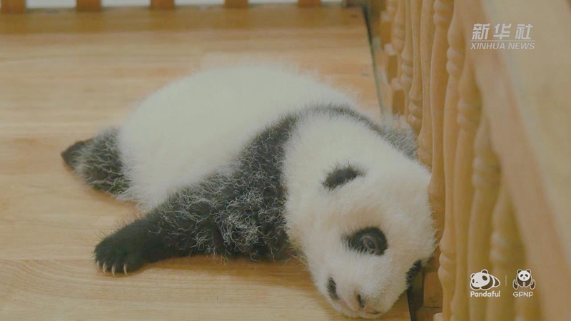 睡香香！熊猫宝宝起床啦