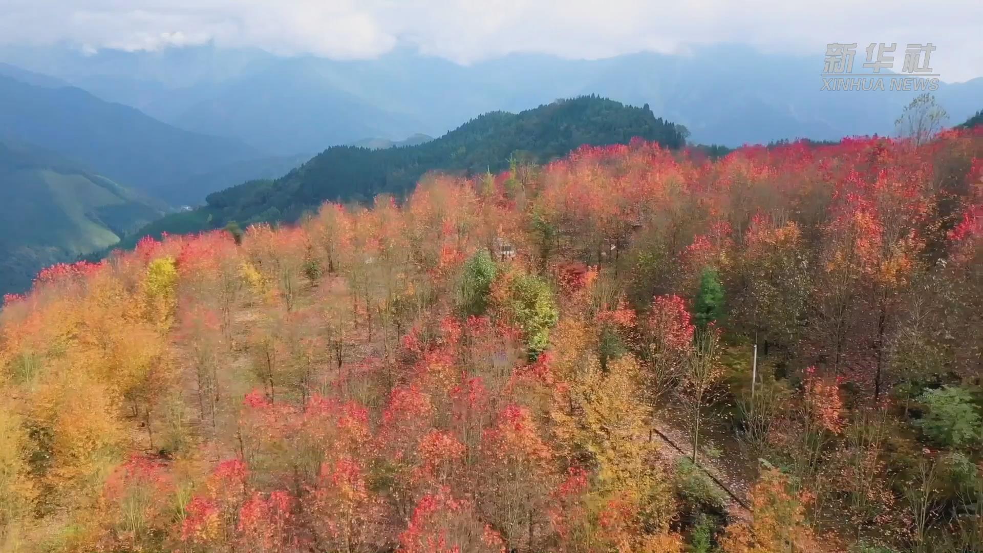 四川什邡：枫岭晚秋美如画