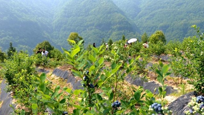 四川省实施农村致富带头人扶持计划 每年遴选500人给予支持