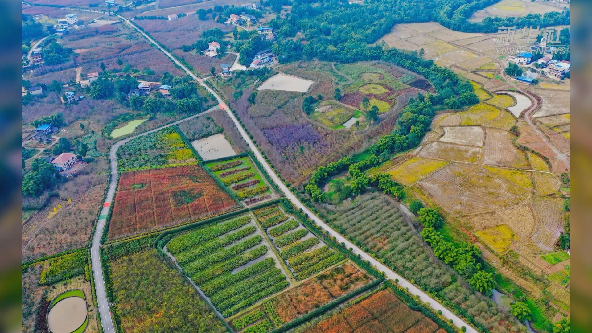 四川华蓥：乡村生态园 冬景如画来
