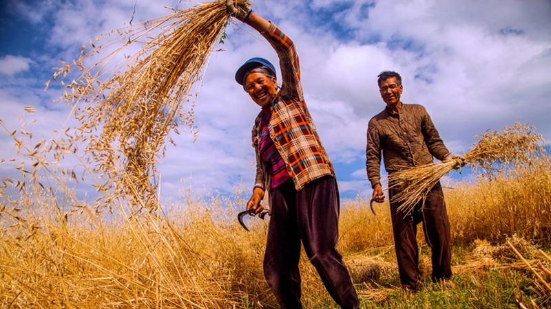 图片速览｜镜头下丰收的凉山