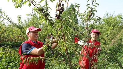 国社@四川｜四川营山：党建带动乡村振兴加速