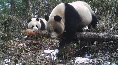 四川省将编制新一轮生物多样性保护战略与行动计划