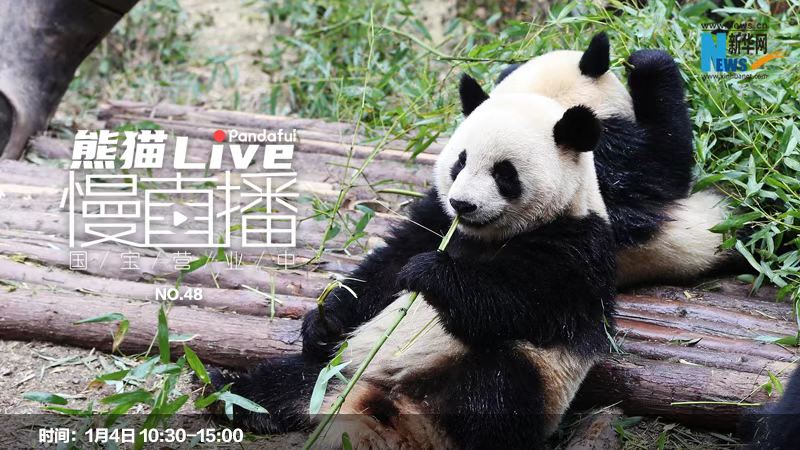 熊猫慢直播：国宝营业中㊽