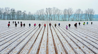 科技下田 小春生产开战