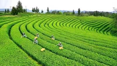 站上&ldquo;风口&rdquo; 广元&ldquo;碳&rdquo;索绿色崛起新路