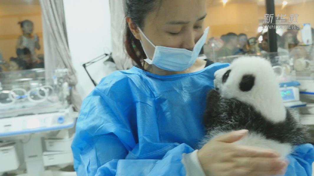 沉浸式体验熊猫宝宝拍嗝