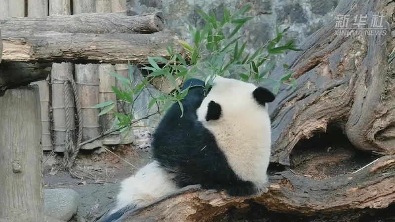 大熊猫表演竹子消失术
