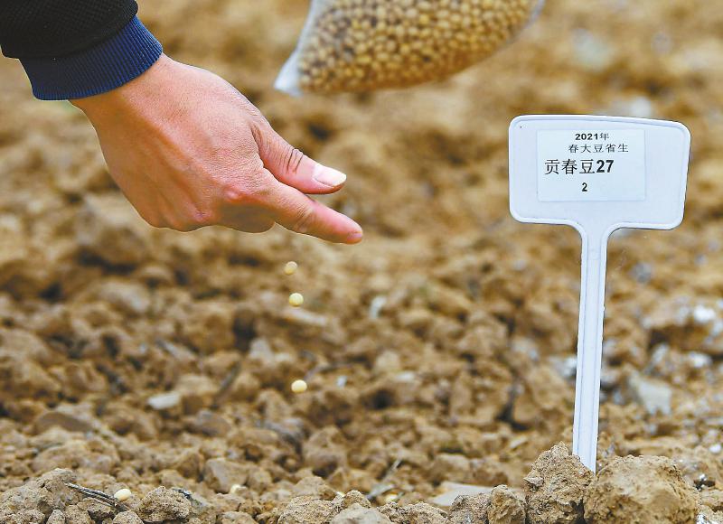 四川打响大豆&ldquo;保卫战&rdquo;