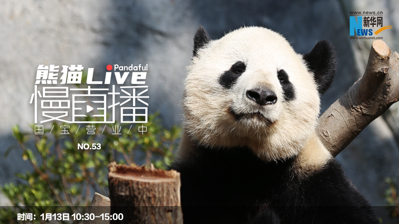 熊猫慢直播：国宝营业中（53）