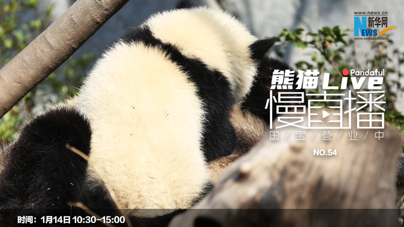 熊猫慢直播：国宝营业中（54）