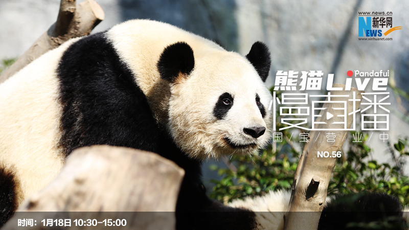 熊猫慢直播：国宝营业中（56）