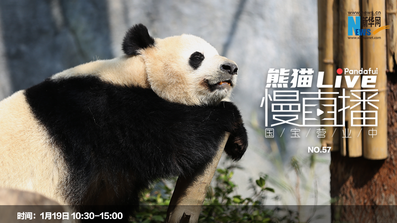 熊猫慢直播：国宝营业中（57）