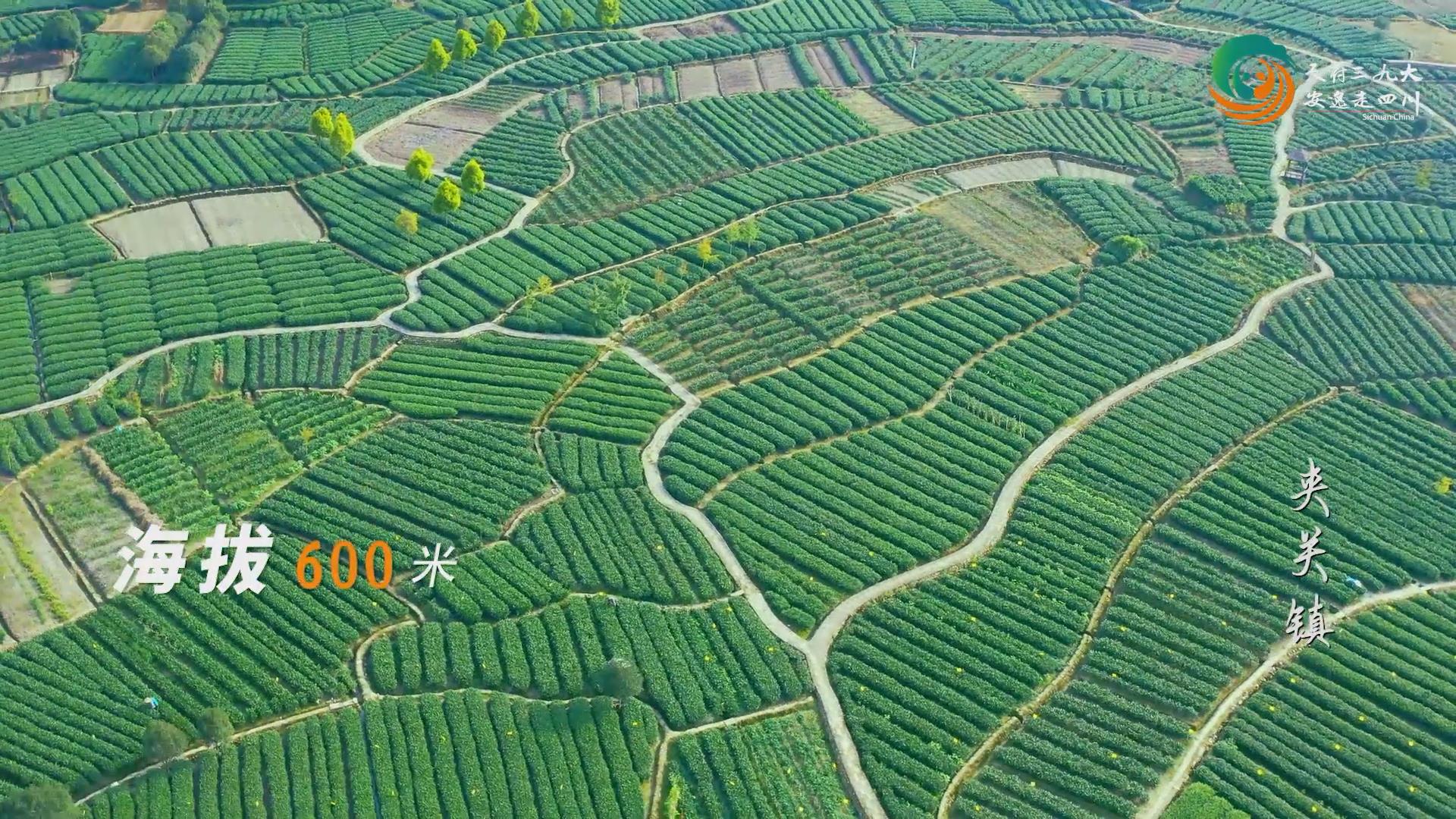 四川乡村的别样&ldquo;安逸&rdquo;