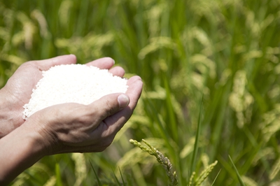 稳住川粮基本盘 做强振兴&ldquo;压舱石&rdquo;