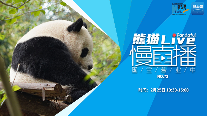 熊猫慢直播：国宝营业中（73）