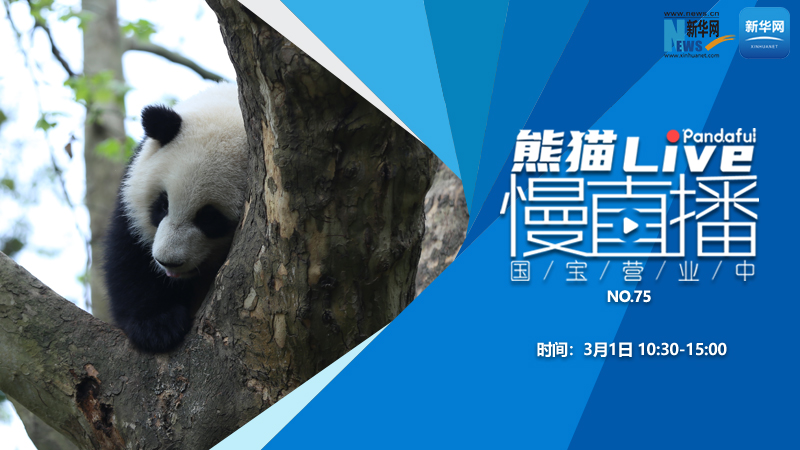 熊猫慢直播：国宝营业中（75）