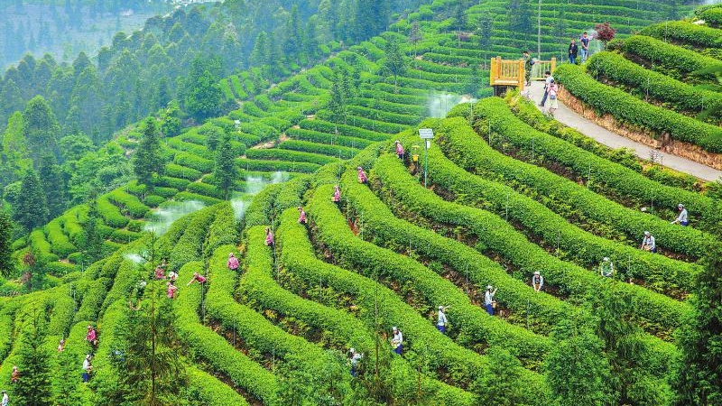 到今年底川茶综合产值稳定在千亿元以上