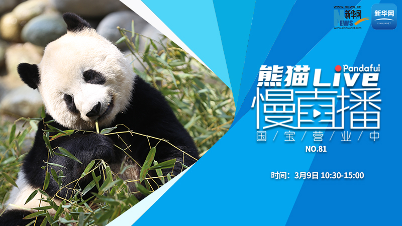 熊猫慢直播：国宝营业中（81）