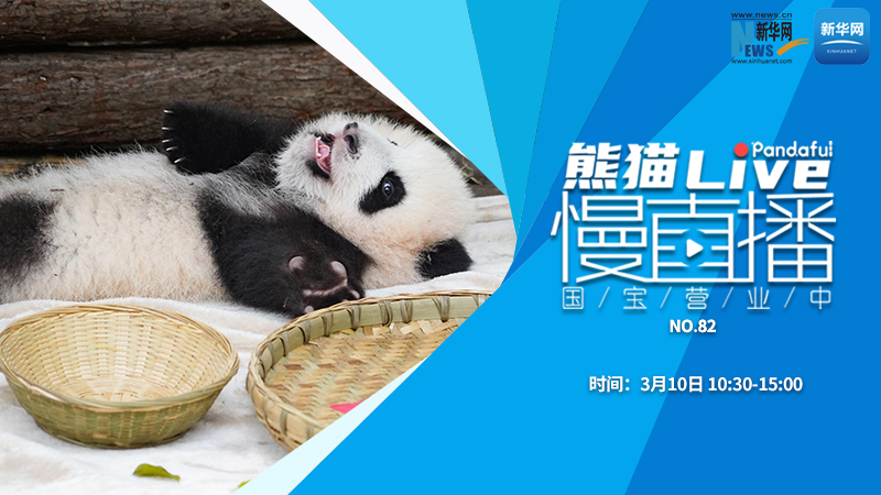 熊猫慢直播：国宝营业中（82）