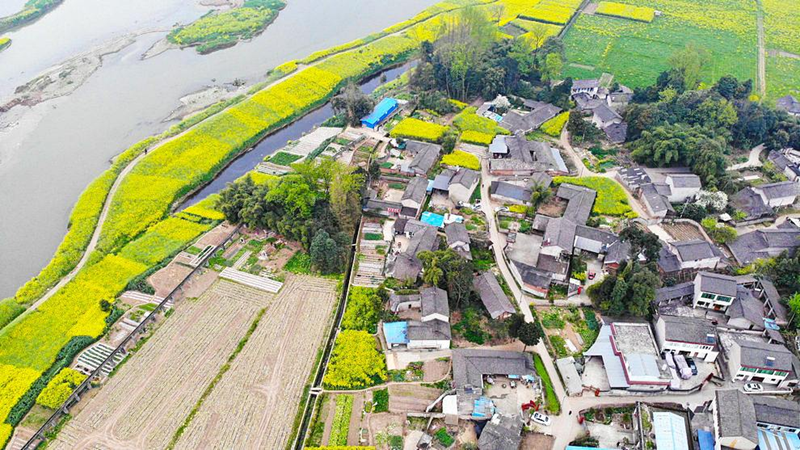 天府农趣乐园油菜花开引客来