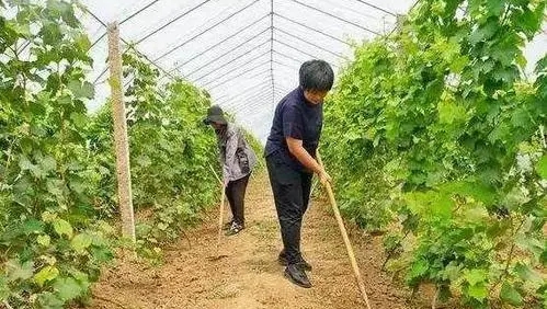 四川&ldquo;家庭农场信贷直通车&rdquo;首批贷款发放