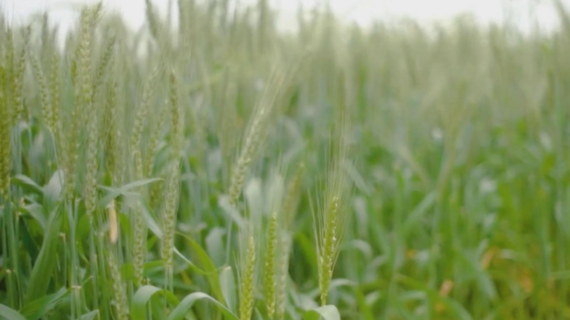 大渡河畔风吹麦花香