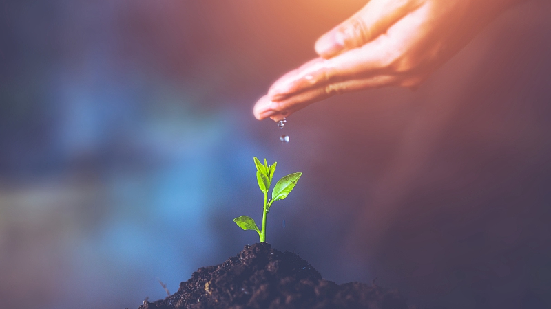 四川将实施种业振兴五大行动