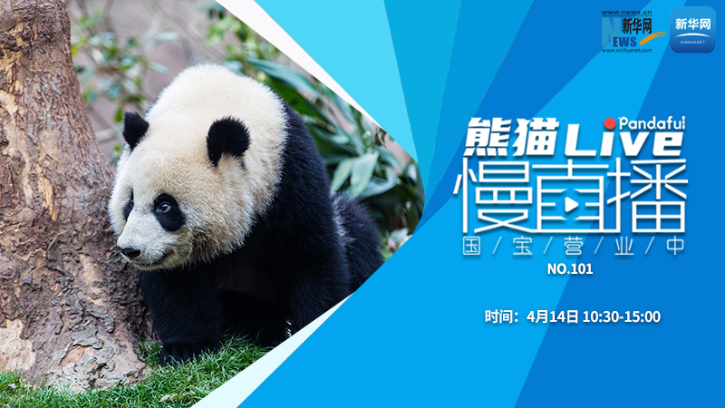 熊猫慢直播：国宝营业中（101）