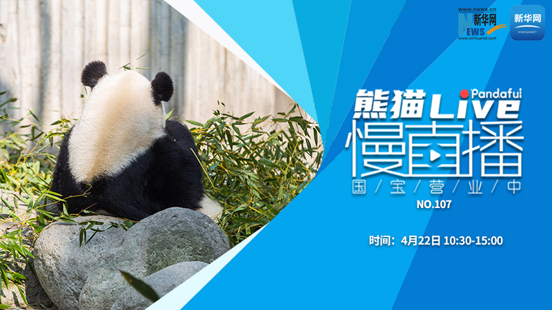 熊猫慢直播：国宝营业中（107）