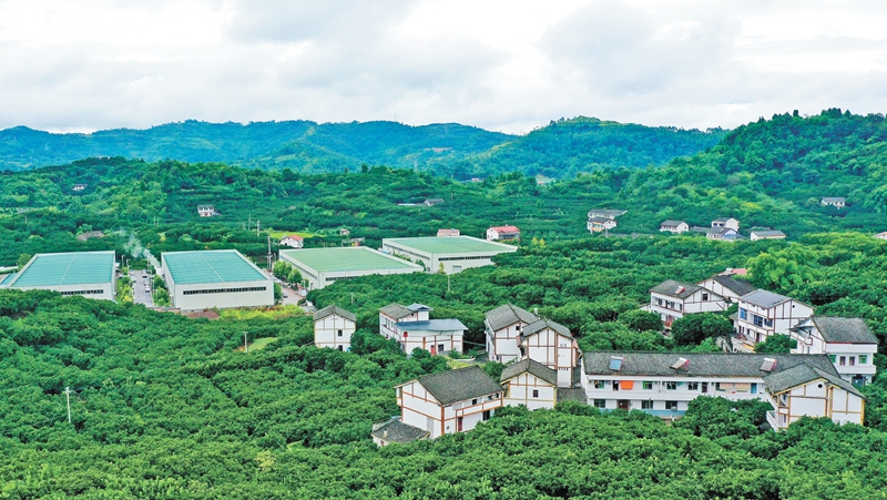 在广安市广安区龙安乡感受农旅融合之变 一个柚子到底有多少&ldquo;吃&rdquo;法？