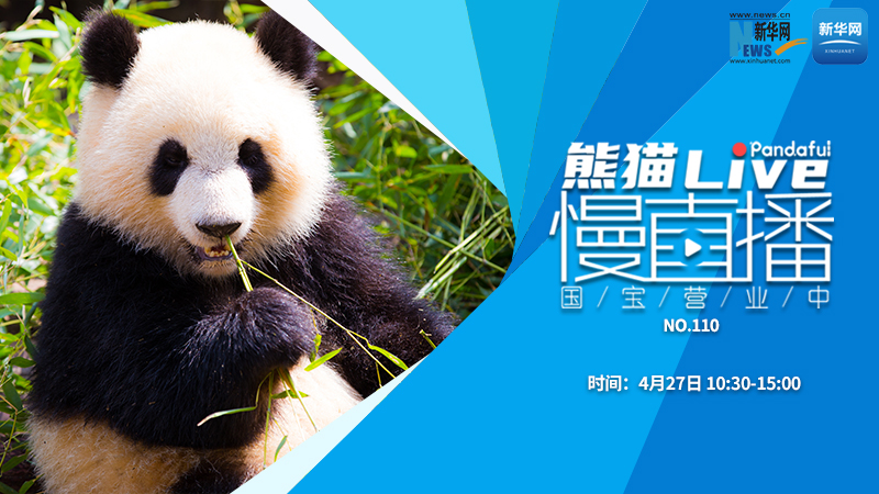 熊猫慢直播：国宝营业中（110）