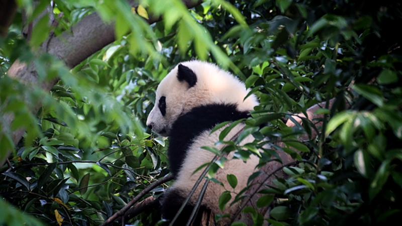 &ldquo;腾地&rdquo;下山，守好大熊猫&ldquo;老家&rdquo;