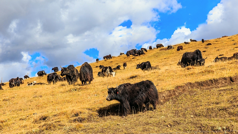 从三笔账看牦牛养殖如何多赢