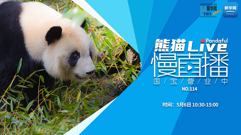 熊猫慢直播：国宝营业中（114）