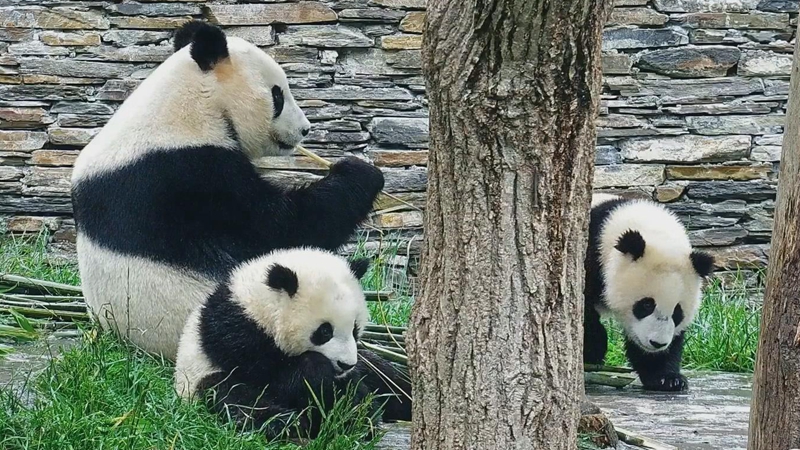 大自然的构图 大熊猫母子同框
