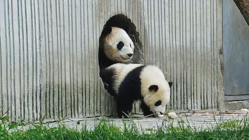 熊猫母子的“非一般”日常