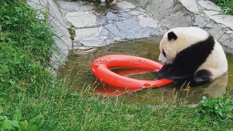 熊猫社区｜谁来教教熊猫宝宝游泳圈的正确使用方法