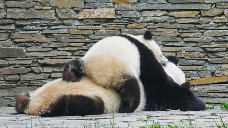 熊猫社区｜这里有两只“趴趴熊”
