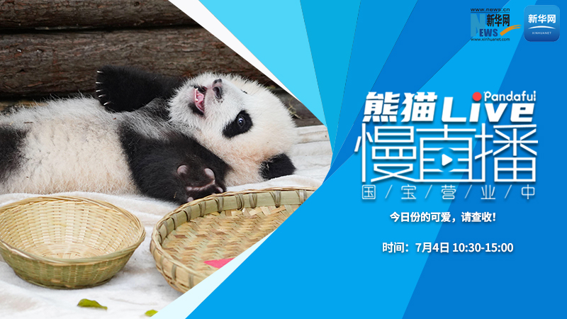 熊猫慢直播（154）：今日份的可爱，请查收！