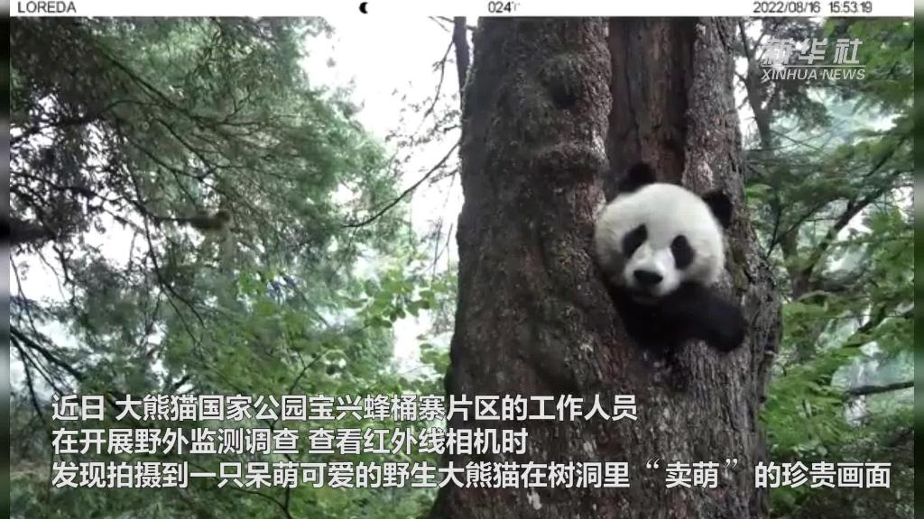 国社@四川｜四川：野生熊猫幼崽树洞“卖萌”