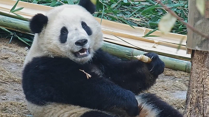 熊猫社区｜前方超萌！有一只小可爱在对你笑
