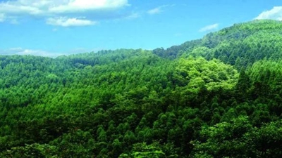 四川新增6家国家林业重点龙头企业 全省共有34家